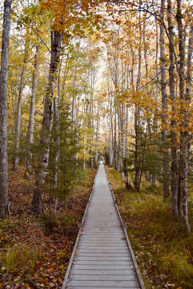 Let's go RV Camping to Bar Harbor A Footpath in a Autumn Forest in Bar Harbor
